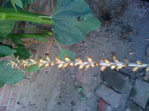 這個是天麻嗎 我家院子里發(fā)現的 向日葵底下有好多 求高人指教 就和向日葵一起生長