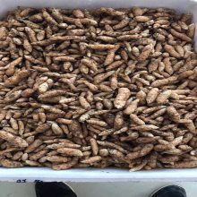 洋荷姜栽培技術圖片 藥材種子種苗行業(yè) 中國供應商