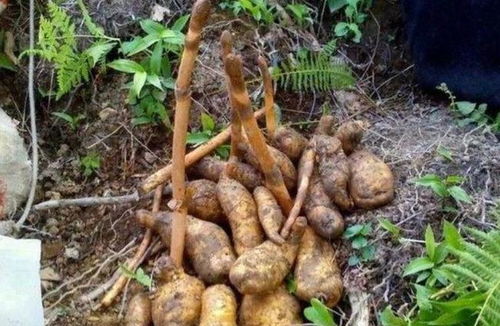 曾被奉為 神草 ,如今價格跌破100元,仍舊有人種植,你認(rèn)識嗎