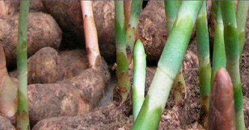 天麻長根用什么肥料 天麻追肥用哪種肥料 一年追幾次肥