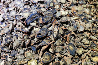 盛夏季節 滋補飲品市場魚龍混雜 展銷會上的飲品你敢買嗎