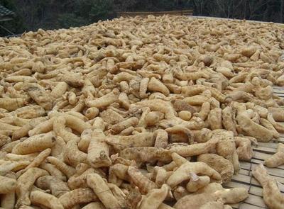 古代釀中珍品，天麻 無根無葉高兩米，曬干一斤三百元